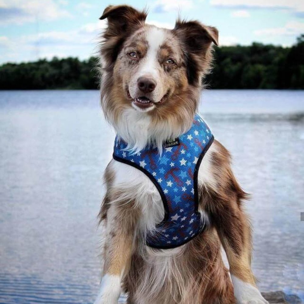 EcoBark's OG Max Comfort Dog Harness